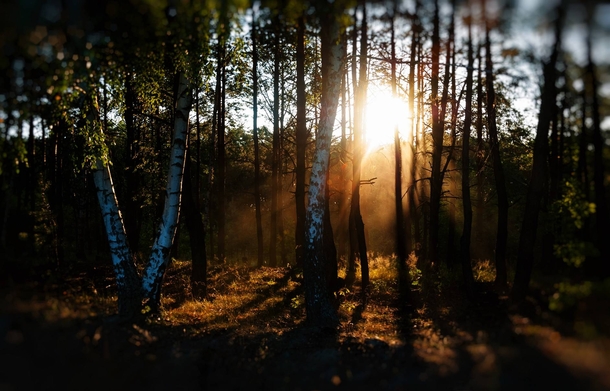 Dramatic light ray in Russian birch forest 