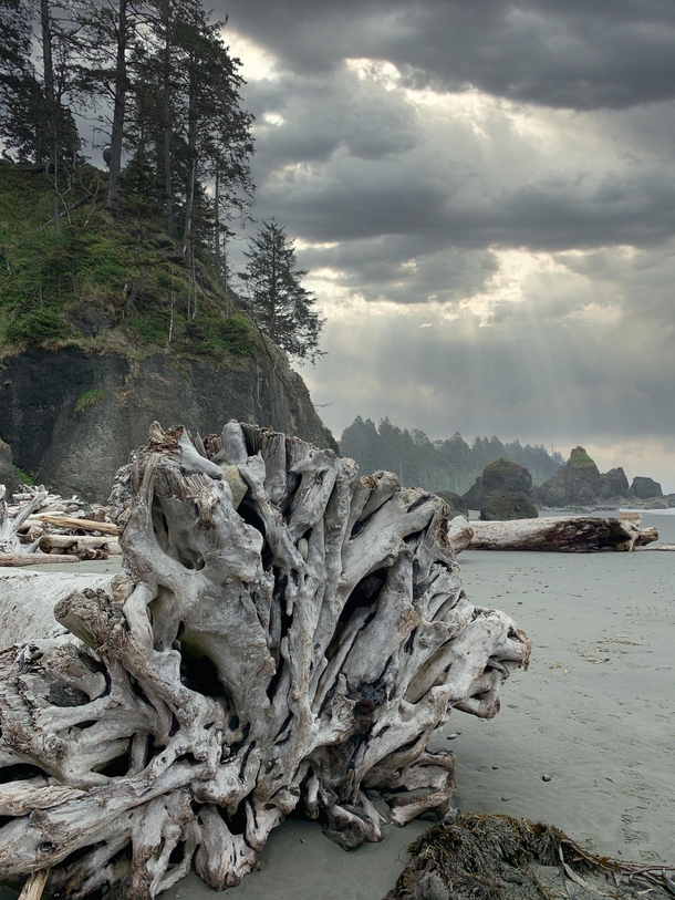 Driftwood on Washington Coast 