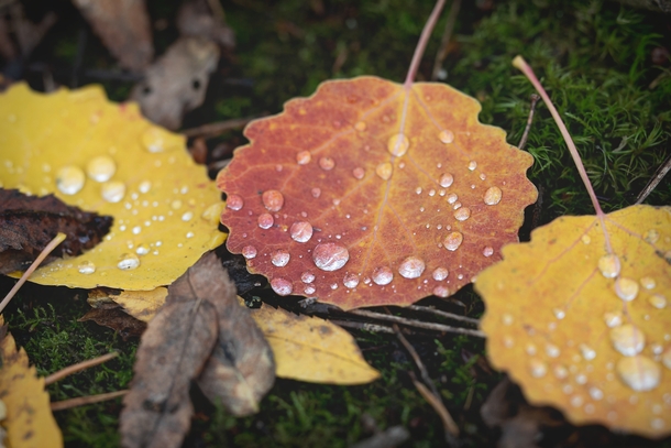 Drip drop Autumn in Finland 