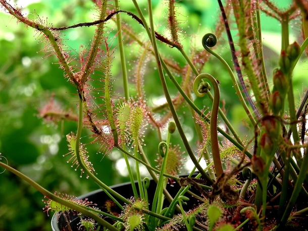 Droseras Carnovours plants