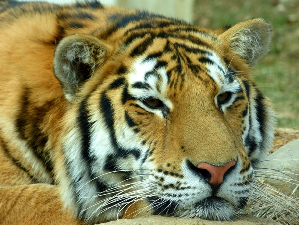 Drowsy Tiger 