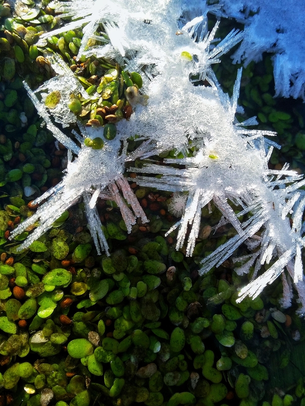 Duckweed in winter