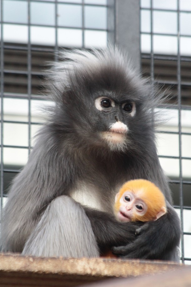 Dusky Leaf Monkey and baby    