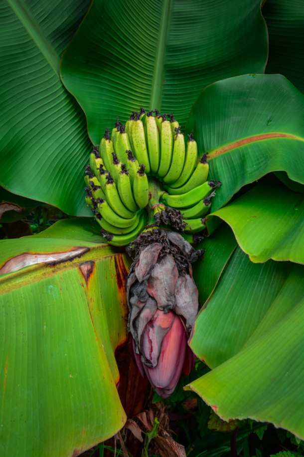 Dwarf Cavendish Banana Musa acuminata 