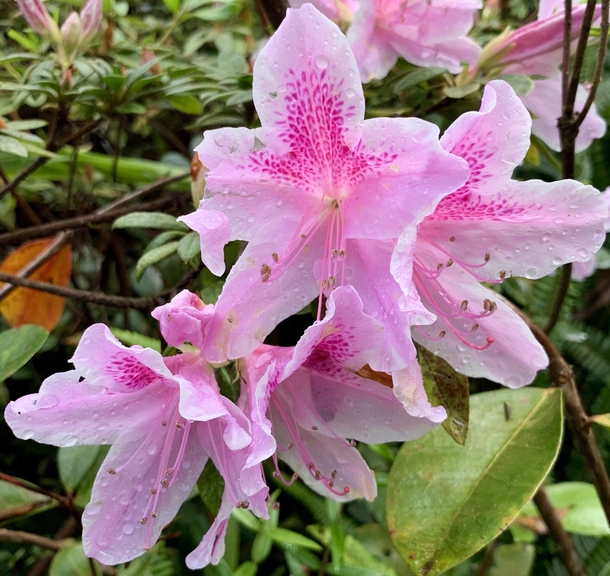 Dwarf indica azalea - Rhododendron eriocarpum 