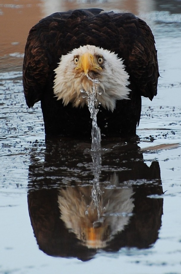 Eagle drinking water with look of consternation 