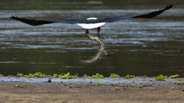 Eagle Snatches Crocodile From Riverbank 