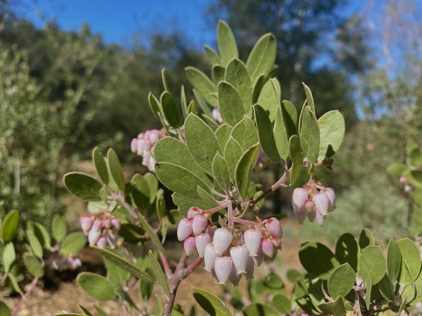 Early bloom for Manzanita Arctostaphylos sp in Southern California