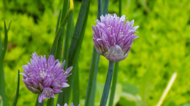 Early Bloom of a Purple Sensation Allium 