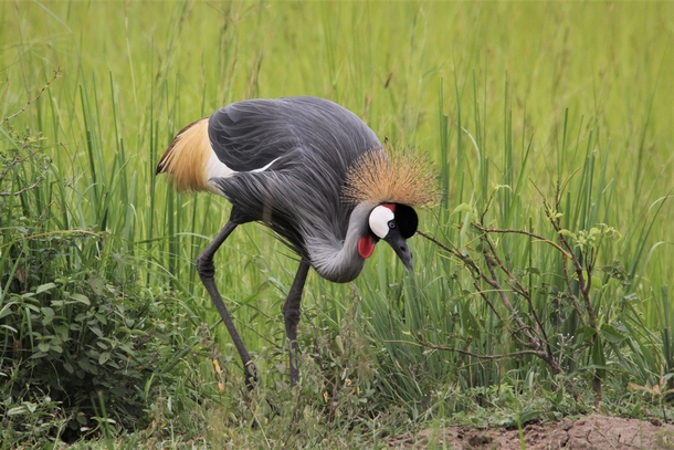 East African Crested Crane Photo credit to Nel Botha