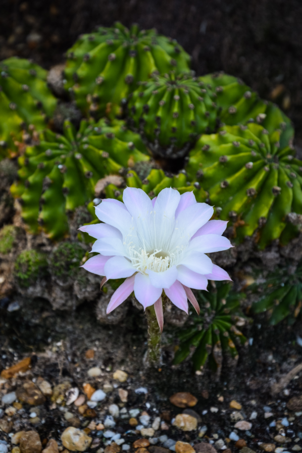 Easter Lily Cactus Echinopsis 
