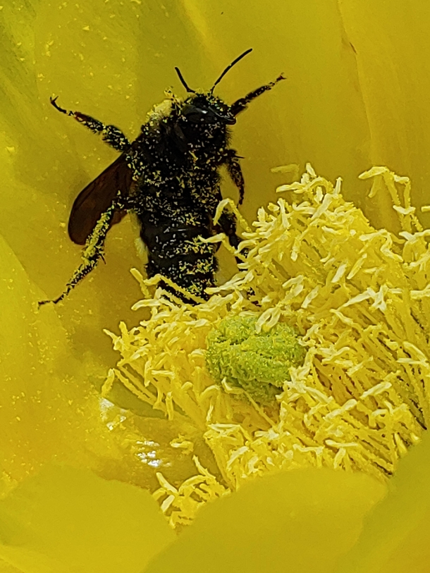 Eastern carpernter bee pollinating a prickly pear Look at all that pollen 