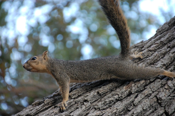 Eastern Fox Squirrel Sciurus niger