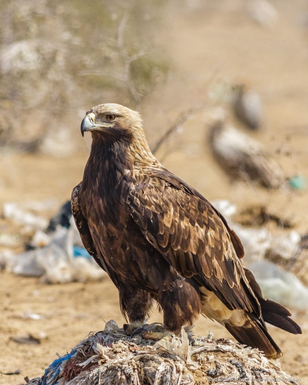 Eastern Imperial Eagle Aquila heliaca has a relatively long and thick neck a big head and bill with a gape line level with middle of eye a longish square tipped tail somewhat long and well-feathered legs and strong feet - Outskirts of Bikaner Rajasthan In