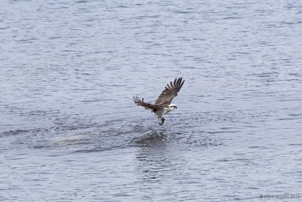 Eastern osprey Pandion cristatus catching fish 