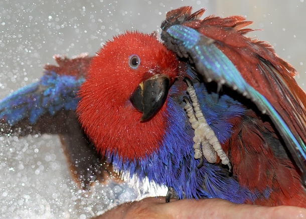 Eclectus Parrot taking a shower