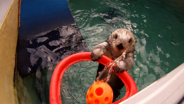 Eddie a -year-old sea otter at the Oregon Zoo 