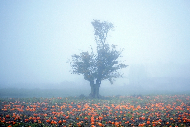 Eerie Mists of the Pumpkin Patch location unknown 