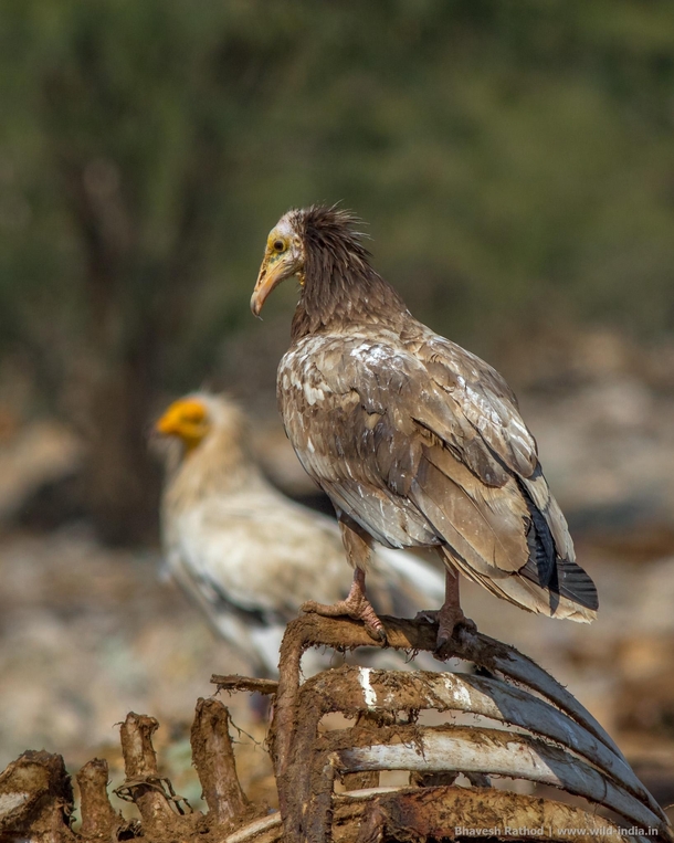 Egyptian Vulture Neophron percnopterus is usually seen singly or in pairs soaring in thermals along with other scavengers and birds of prey or perched on the ground or atop a building - Bikaner Rajasthan India 