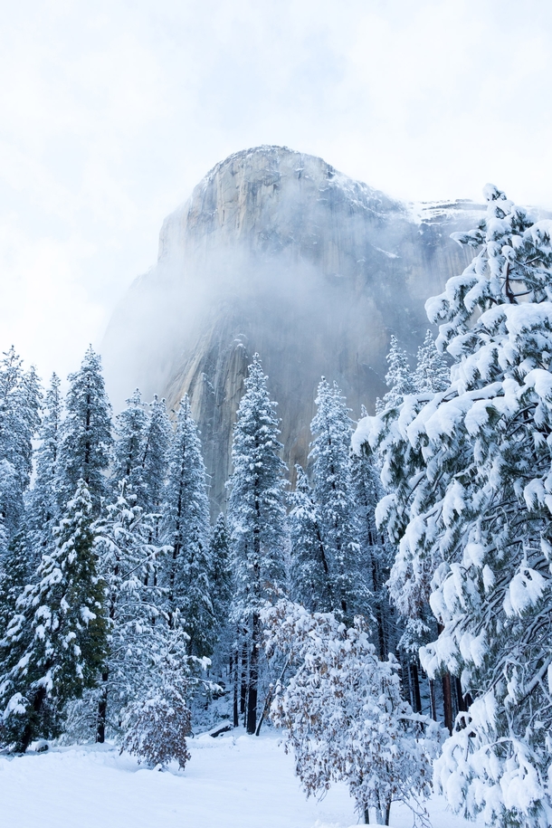El Capitan Appears After Snowstorm - Yosemite CA 