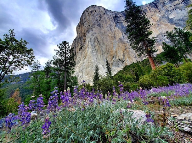 El Capitan Yosemite Valley CA  x