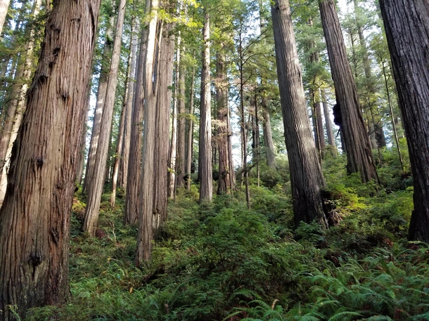 Elder Treants Redwood National Park California USA