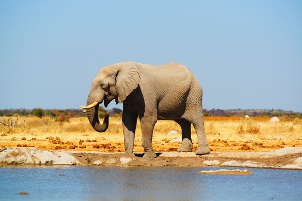Elephant at his waterhole Tutume Botswana Photo credit to Alex Bebix