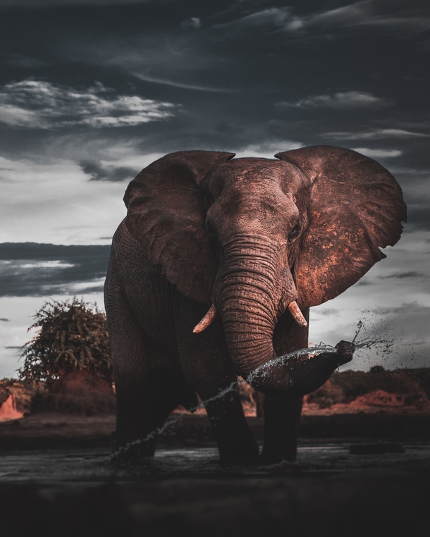 Elephant Botswana Photo credt to Geran de Klerk