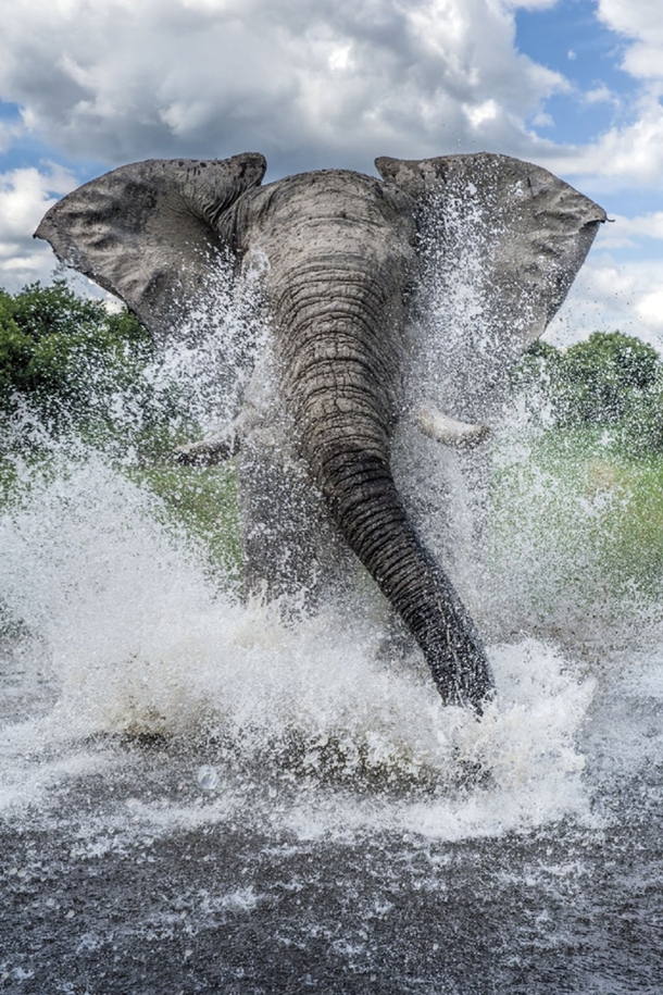 Elephant charges through the water at photographer Ben Cranke 