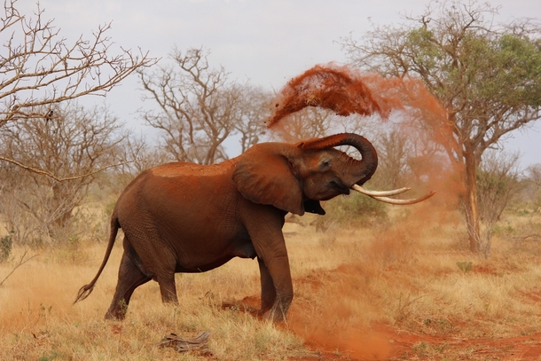 Elephant dusting up