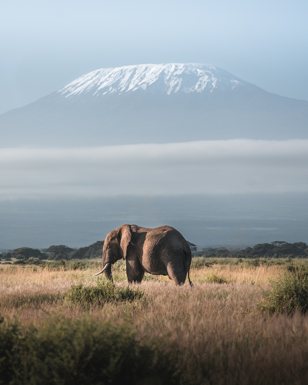 Elephant in Amboseli with Mount Kilimanjaro in the background Photo credit to James Eades
