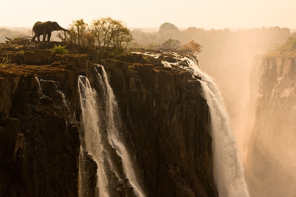Elephant on the edge of Victoria Falls in Zambia Africa Photo by Marsel Van Oosten 