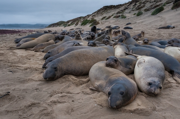 Elephant Seals at Ano Nuevo State Park California 