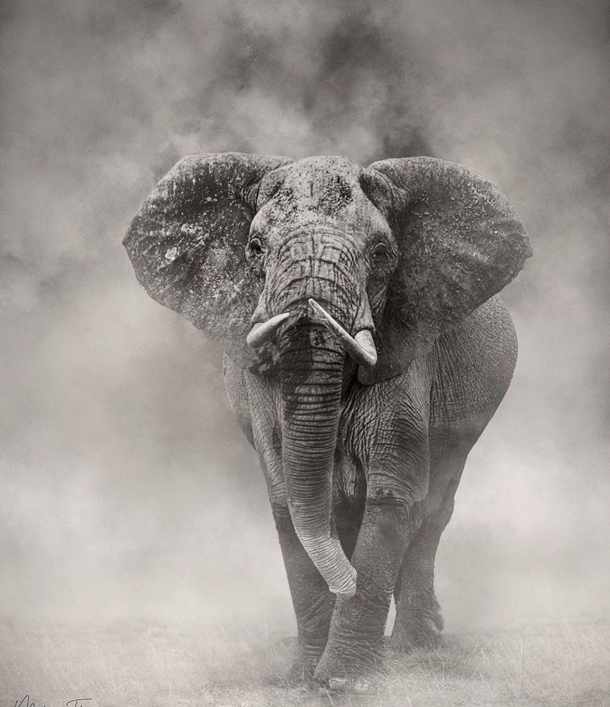 Elephant through the fog