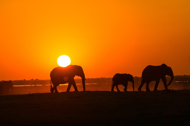 Elephants at end of day Photo credit to Jordan Heinrichs