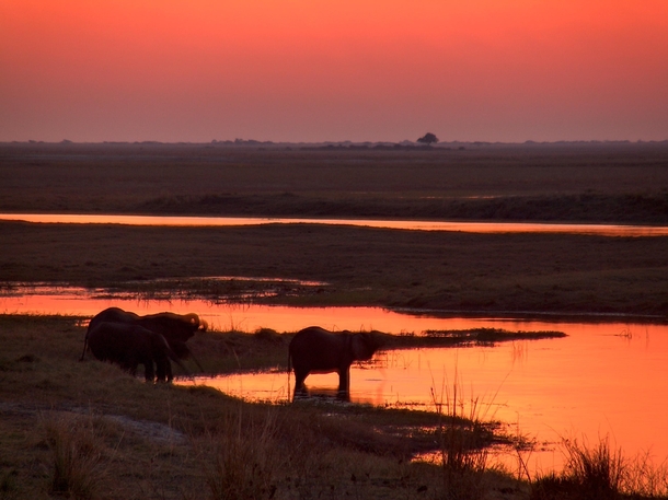Elephants getting a sunset drink in the Okavango River Botswana 