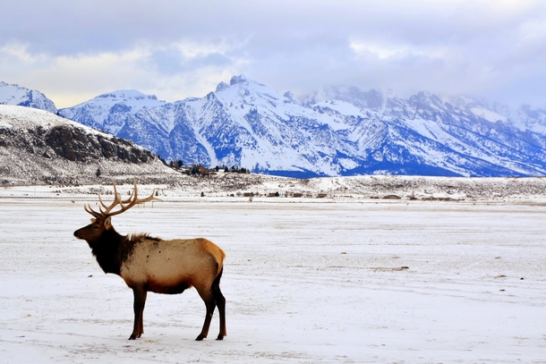 elk and Grand Tetons in winter 