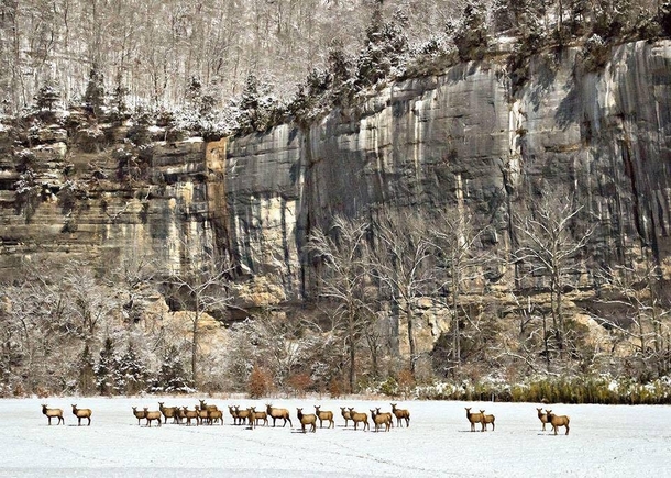 Elk herd at Steel Creek Buffalo National River Arkansas by Joe Busby 