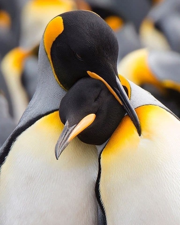Emperor penguins at Volunteer Point Falkland Island