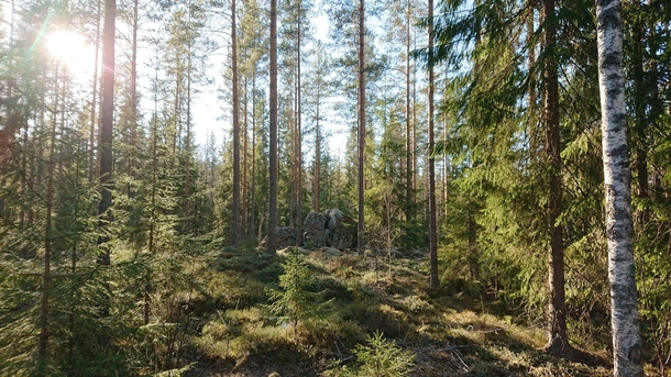 Enchanted forest in Kopparberg Sweden 