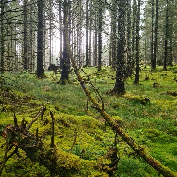 Enchanting woodland next to Oban Scotland 