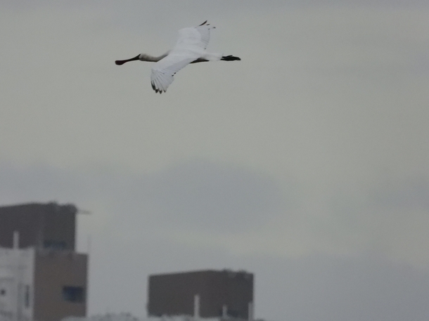 Endangered spoonbill soar in the sky of the concrete jungle Hong Kong