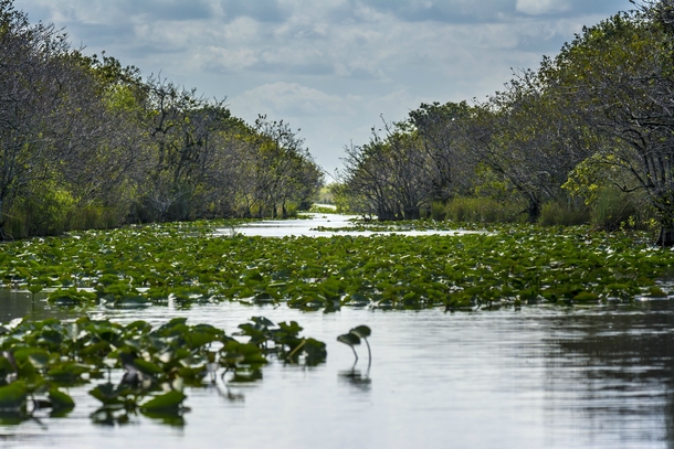 Endless Everglades 