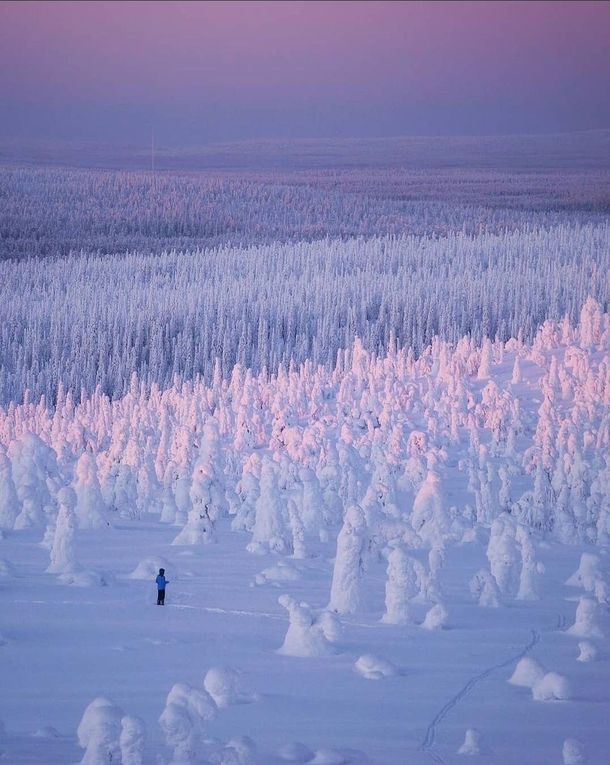 Endless snow-covered forest in Finland