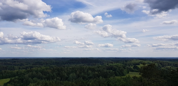Endless trees Estonia 