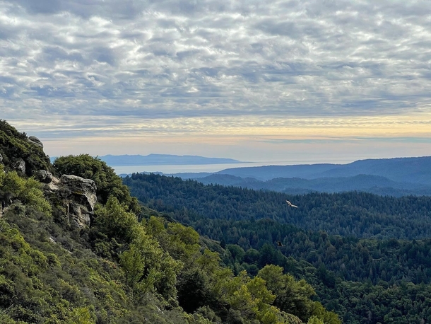 Enjoying the view with the hawks at Castle Rock State Park Santa Cruz 