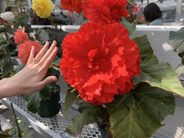 Enormous flower in Jindai botanical garden Japan Newly proposed fiances hand for scale