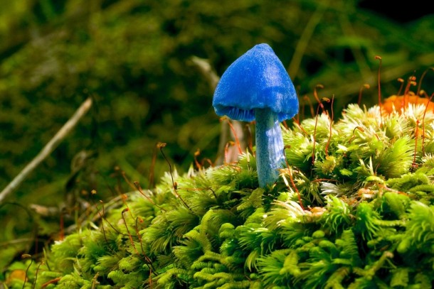 Entoloma hochstetteri - an incredibly blue Mushroom from New Zealand  x-post rmushroomporn
