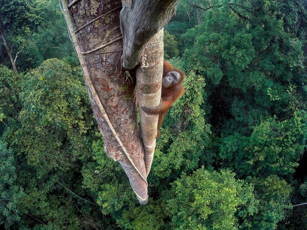 Entwined Lives by Tim Laman orangutan in fig tree  Wildlife Photography of the Year winner 