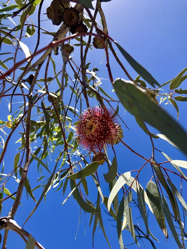 Eucalyptus flower Perth WA